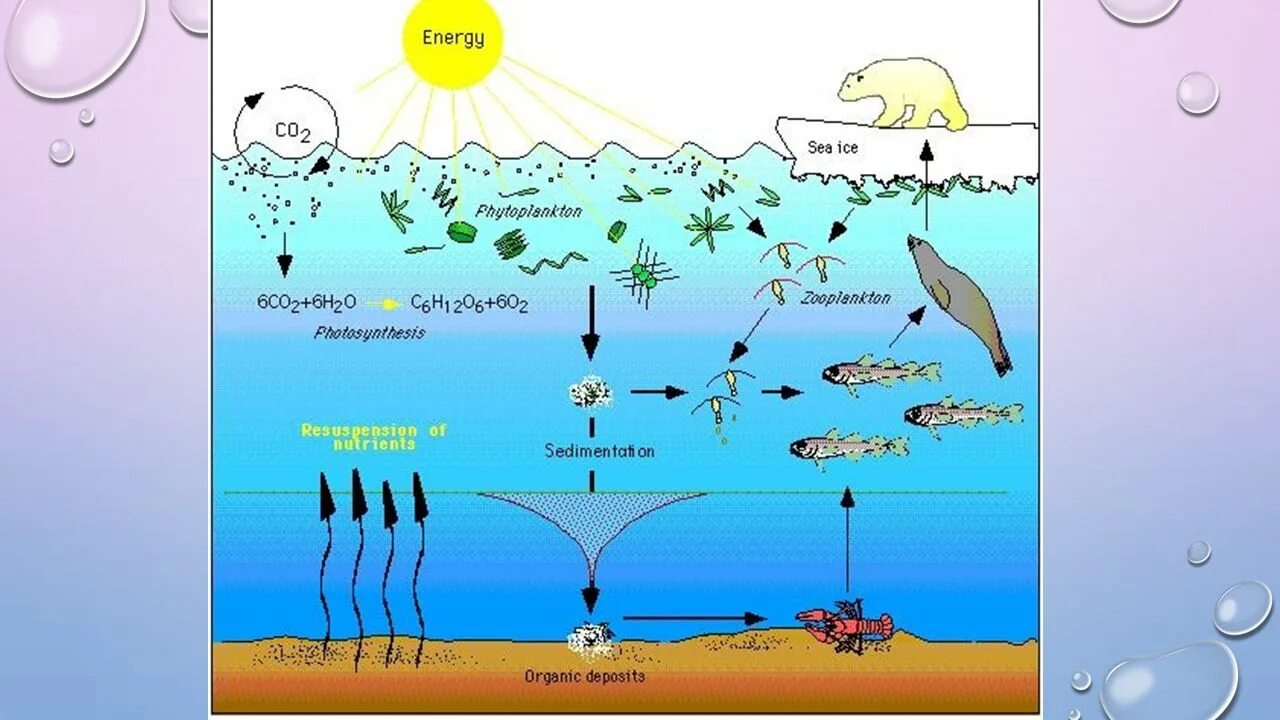 Трофические цепи фитопланктон. Экосистема моря. Экосистема моря схема. Arctic food web. Фитопланктон фотосинтез.