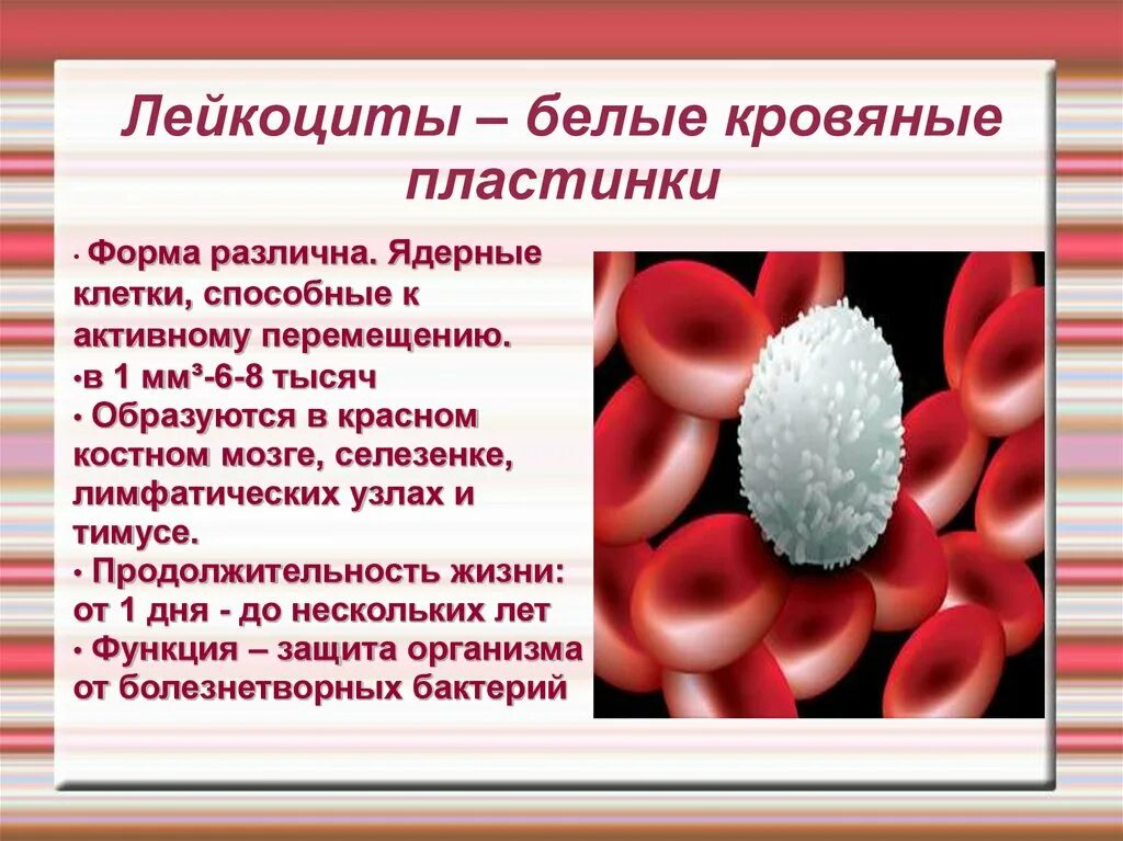 Организмы не способные к активному. Лейкоциты форма клетки. Лейкоциты белые клетки крови. Белые клетки крови строение. Лейкоциты это белые кровяные клетки.