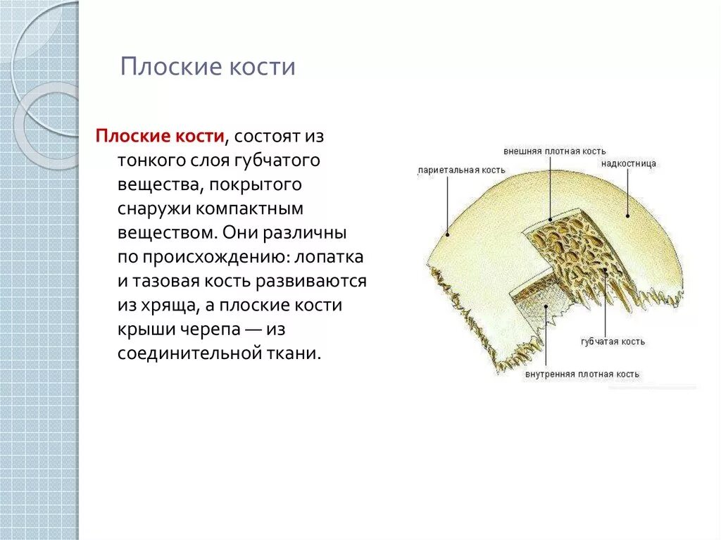Типы костей особенности строения примеры Комплект таблиц "Биология 8-9 классы. Человек" (12 таблиц) Оснащение школ и де