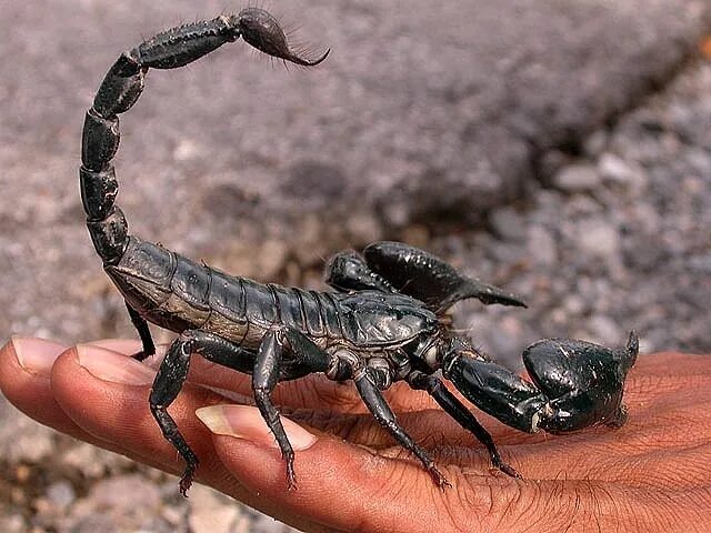 Самый большой скорпион. Императорский скорпион. Heterometrus swammerdami скорпион. Императорский скорпион. Самый большой скорпион.