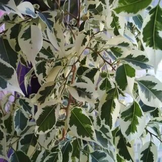 Фикус старлайт