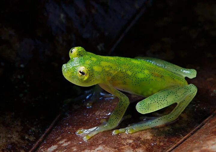 Hyalinobatrachium valerioi. Cruziohyla craspedopus. Бесхвостые земноводные. Стеклянная лягушка.