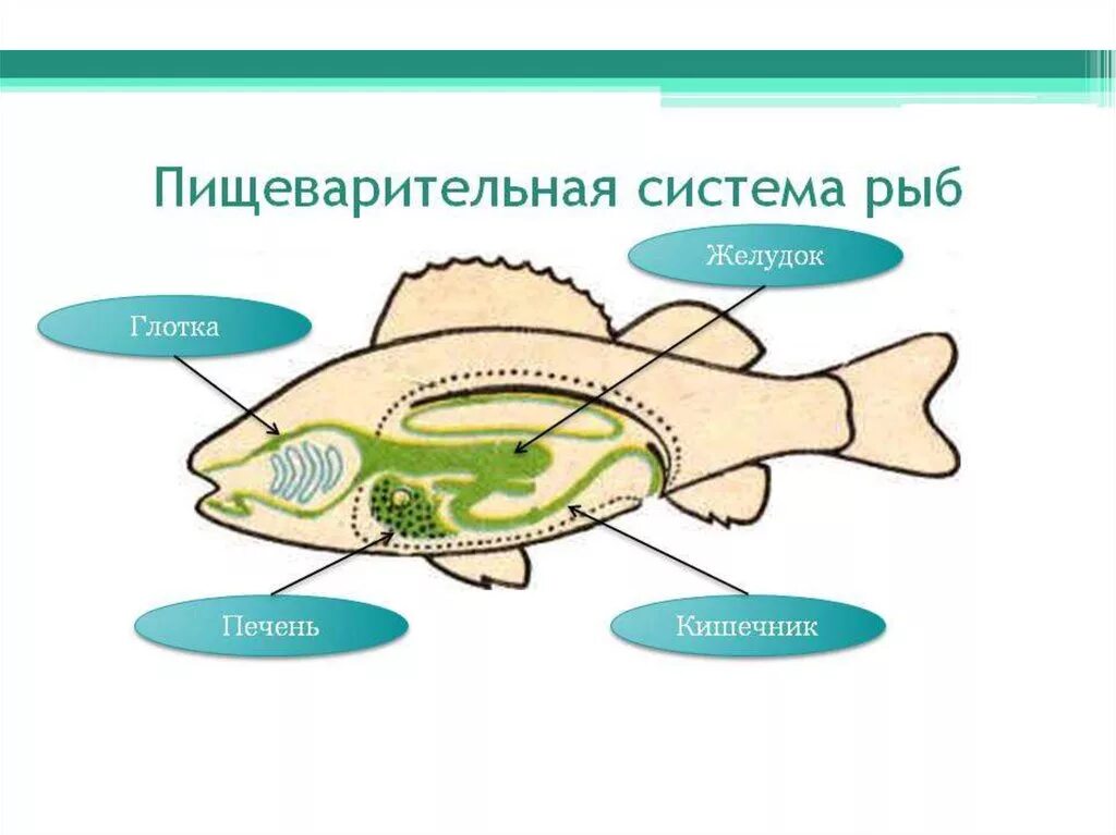 Пищеварительная система класса рыб. Схема пищеварительной системы рыб 7 класс. Пищеварительная система рыб схема. Пищевая система костных рыб. Органы пищеварительной системы рыб схема.