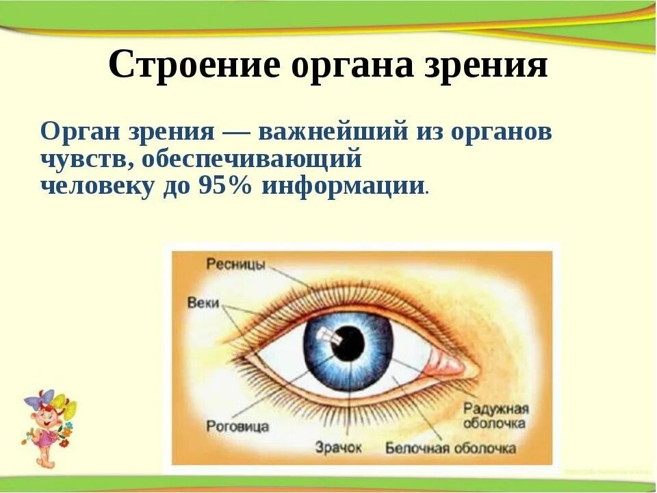 Органы чувств человека глаза. Органы чувств орган зрения. Строение зрительного органа чувств. Строение органа зрения.