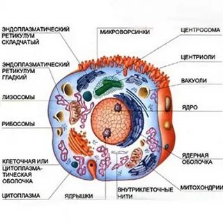 Клетка животных имеет ответ не один