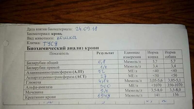 Аст анализ крови повышен у мужчин. Исследование крови показатели alt. Алат биохимический анализ крови норма у детей. Анализ крови алт и АСТ норма. Алт анализ крови что это.