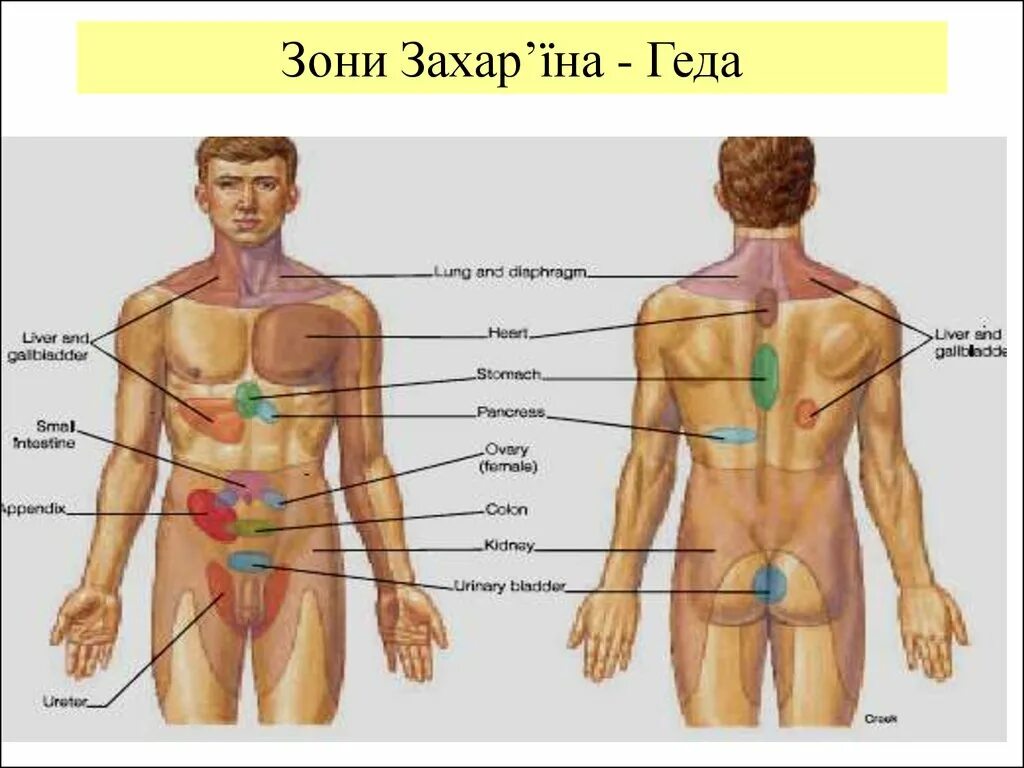 Рефлекторные зоны захарьина-геда. Текст песни геда геда геда. Текст песни геда геда геда. Текст песни геда геда геда. Текст песни геда геда геда.
