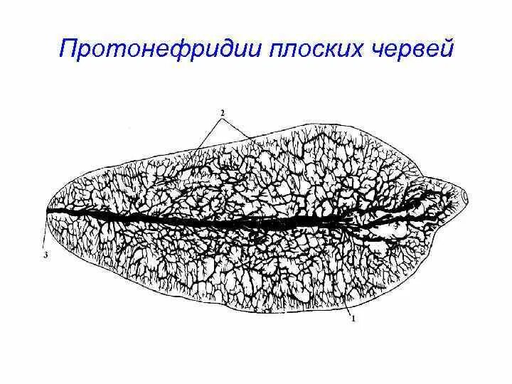 3 протонефридий