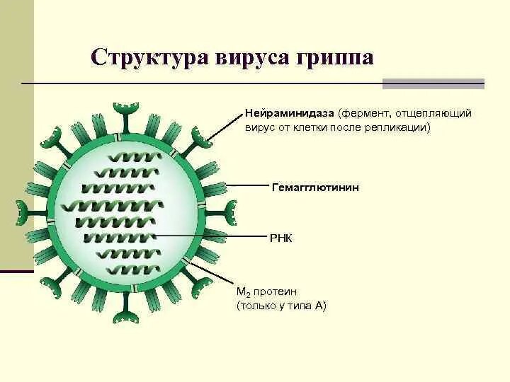 Схема строения вируса гриппа. Структура вириона гриппа. Схематическое строение вируса гриппа. Схема строения вириона вируса гриппа. Вирус гриппа орви