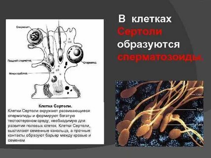 Сперматиды образуются