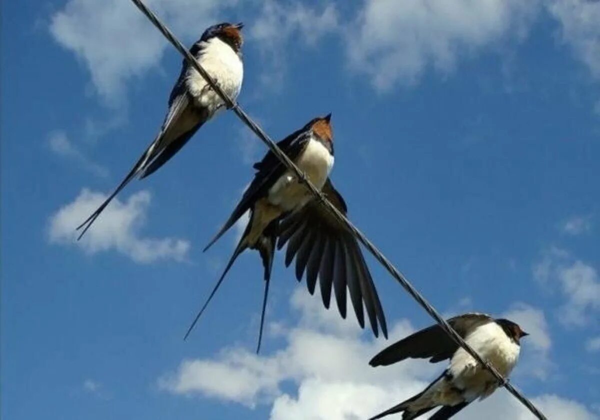 Ласточка перелетная птица. Когда прилетают ласточки. Ласточка с весною. Ласточки прилетели. Ласточки прилетели.