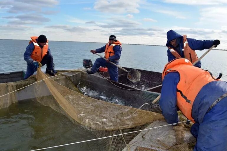 Добыча водных биоресурсов. Водные биоресурсы. Промысел пеляди на озере. Водные биоресурсов Курганской области. ООО Курганрыбхоз.