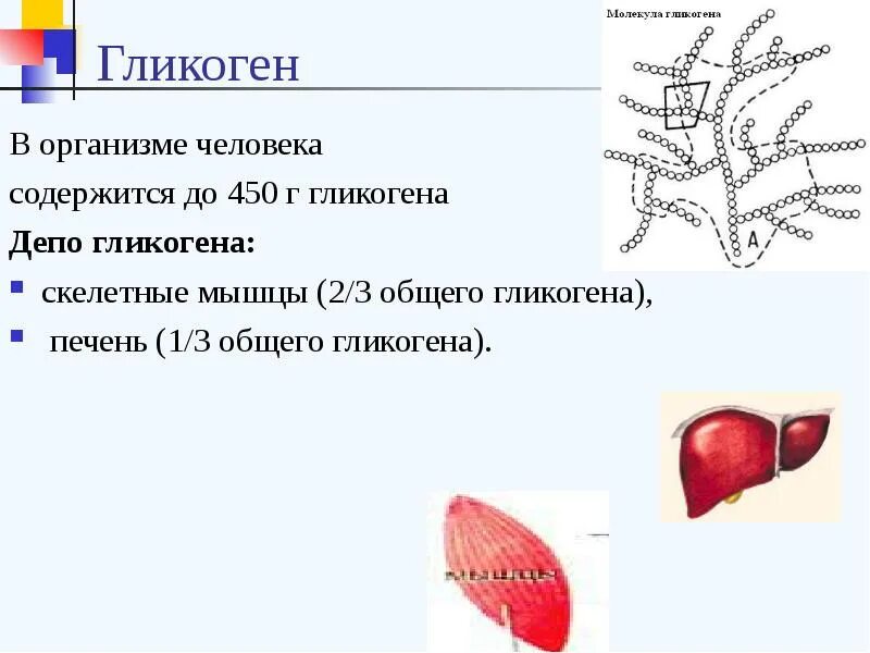 Основное депо гликогена в организме. Функции печени депо гликогена. Биологическая роль гликогена в мышцах. Функции гликогена в организме человека.