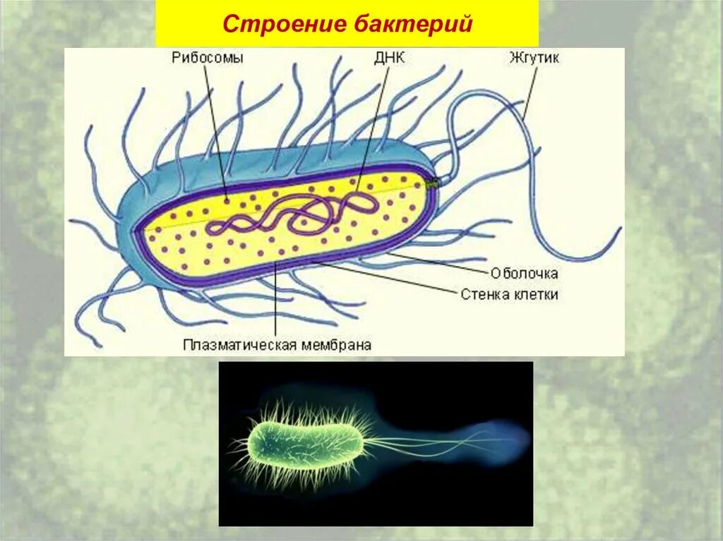Строение бактериальной клетки 5 класс биология. Строение бактериальной клетки 6 класс биология. Строение клетки бактерии 5 класс биология. Строение клетки бактерии 6 класс биология. Особенности клетки бактерии 5 класс