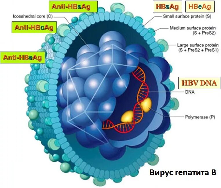 Строение вируса гепатита б. Строение вируса гепатита в. Вирус гепатита b антигенная структура. Антигенная структура вируса гепатита в.