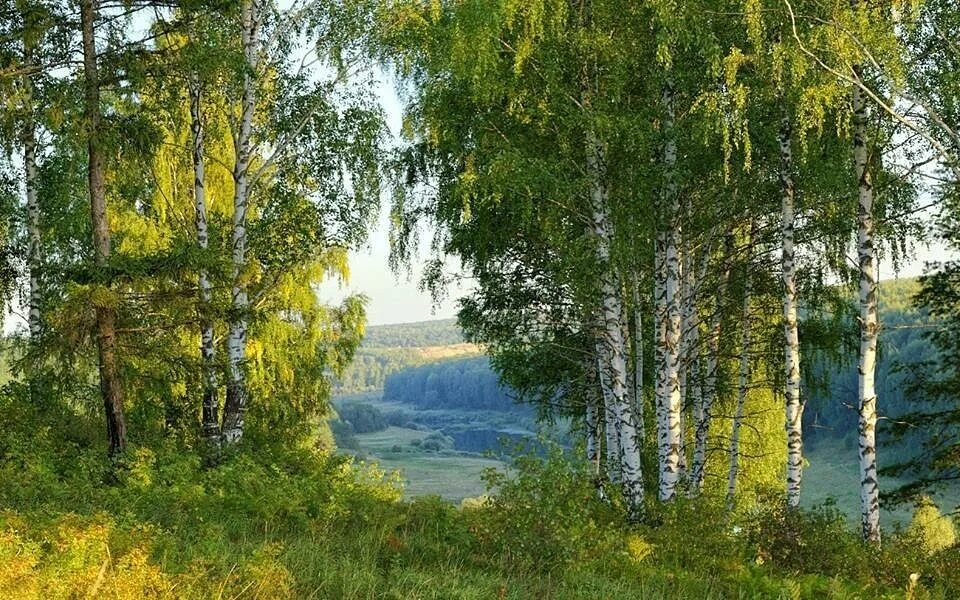 В родных местах дорога. Российские просторы березы Есенин. Березовая Русь Есенина. Березовая роща Тутаев.