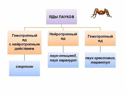 Паук крестовик прямое или развитие с метаморфозом