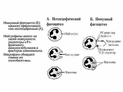 Рецепторы нейтрофилов