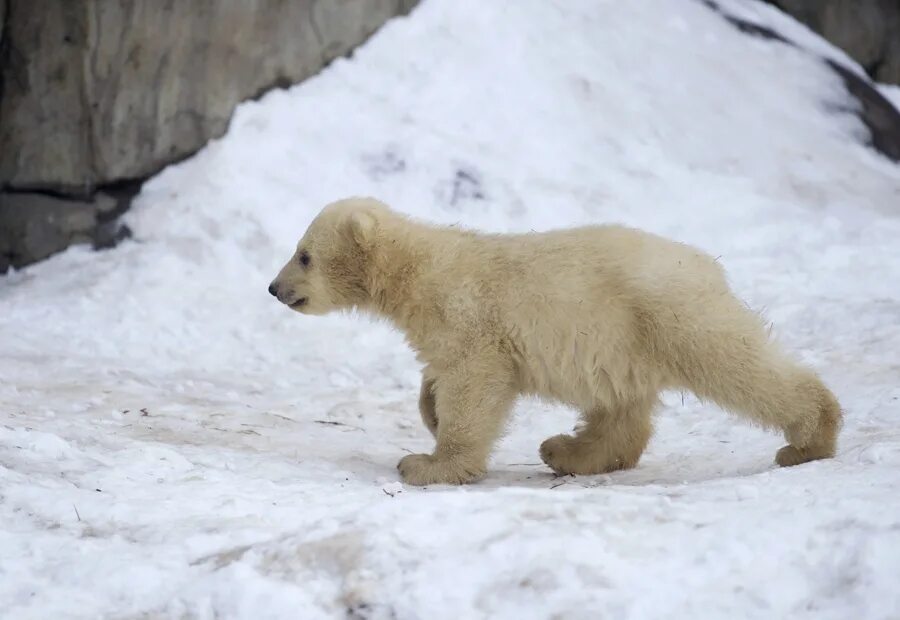 Белый медведь бег. Белый медведь. Новорожденный белый медведь. Белый медведь боком. Белый медведь с боку.