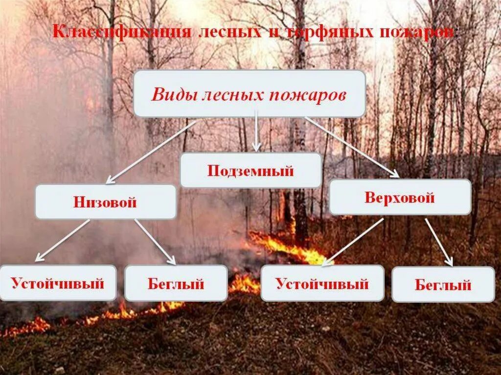 Источники лесных пожаров. Виды лесных пожаров. Виды пожаров в лесу. Разновидности лесных подаро. Лесные и торфяные пожары.