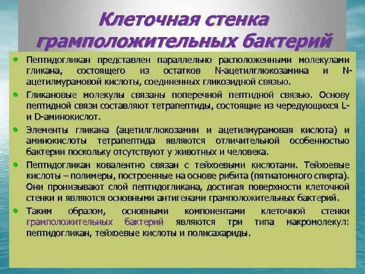 Клеточная стенка функции. Клеточная стенка функции