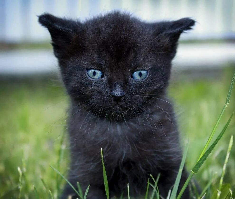 Черный кот с голубыми глазами. Чёрный кот с синими глазами. Чёрный котёнок с голубыми глазами. Черный голубоглазый котенок. Какие черные котята есть