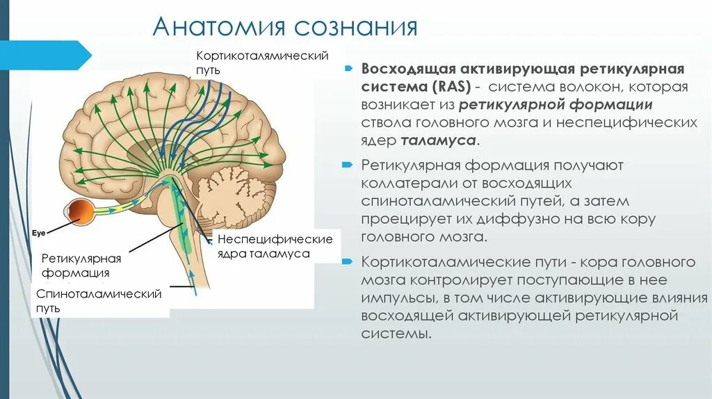 Система ретикулярной формации