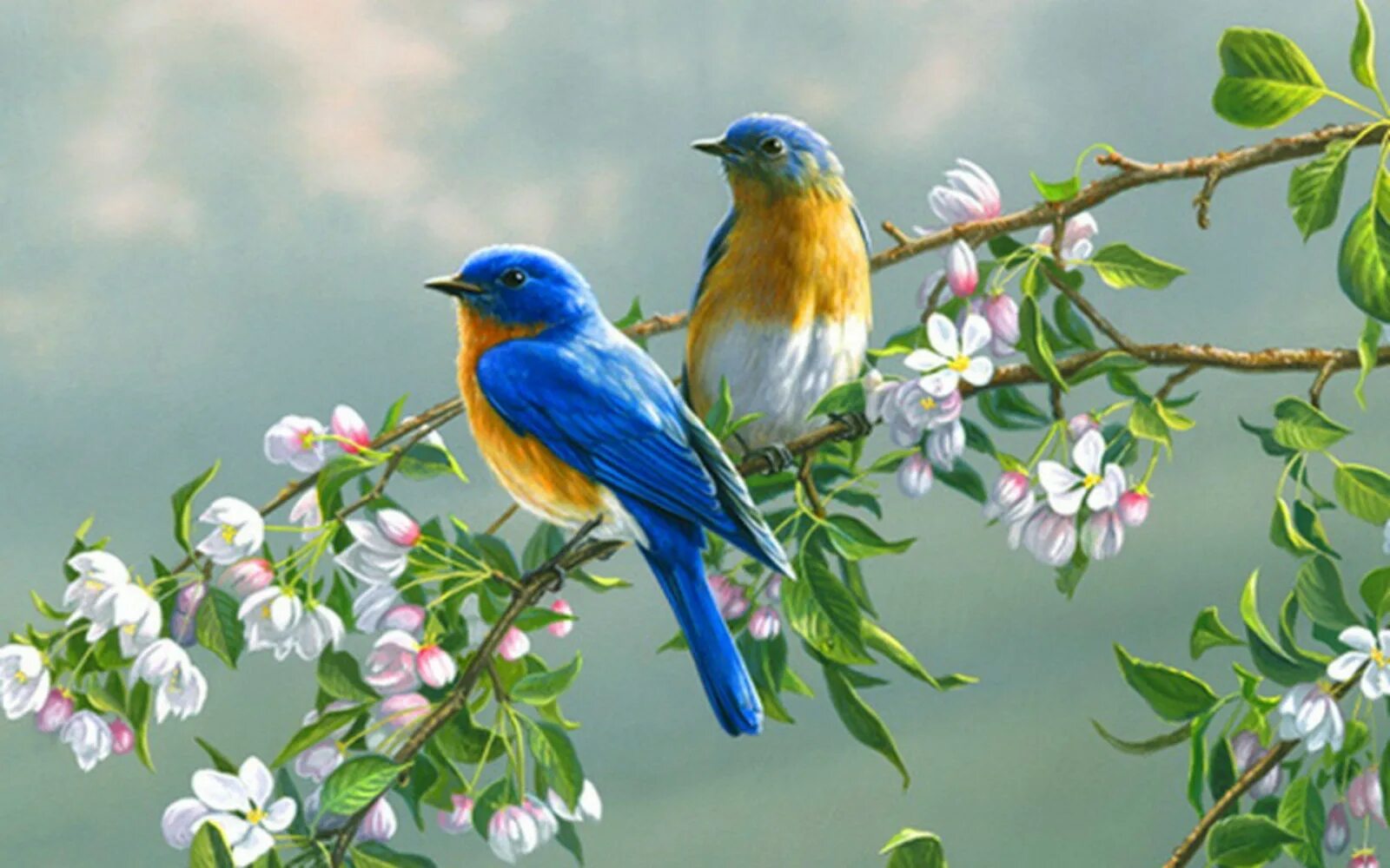 Картина птицы. Птица на ветке. Красивые птицы на ветке. Птица на цветущей ветке.