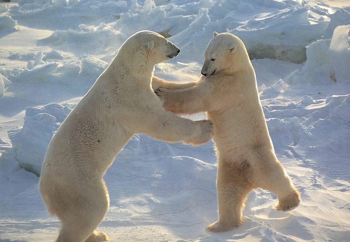 Танцующий медведь. Белый медведь танцует. Белый медведь на задних лапах. Медведь в цирке. Белый медведь в арктической пустыне.