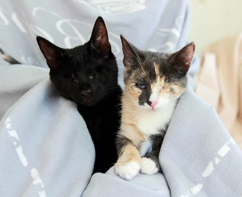 Котики брат и сестра. Котята братья. Сёстры котики. Черный кот и трехцветная кошка вместе. Лесбиянка кошечка