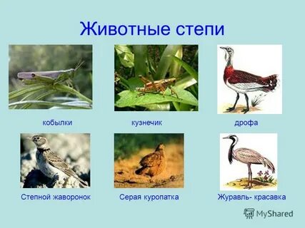 В зоне степи встречаются