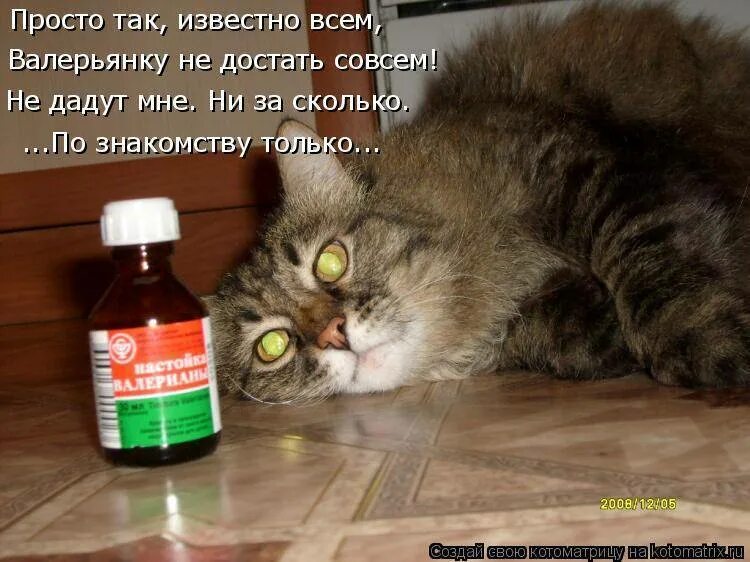 Можно коту таблетку валерьянки. Валерьянка. Кот и валерьянка смешные. Валерьянка для кошек. Валерьянка прикол.