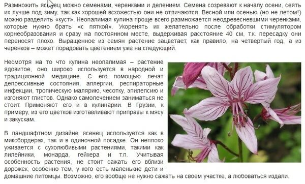 Купины расстались. Ясенец Неопалимая Купина. Неопалимая Купина цветок описание. Ясенец Неопалимая Купина розовая. Неопалимая Купина растение описание.