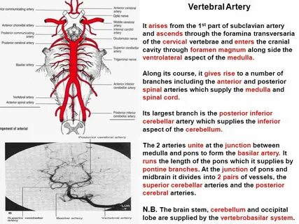 Blood supply
