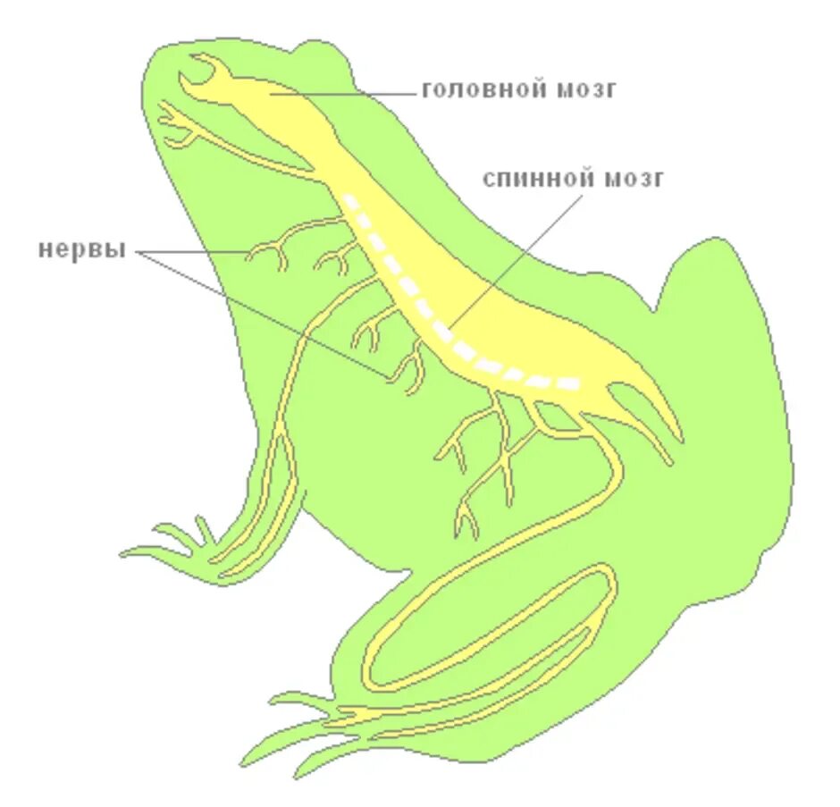 Полость земноводных. Трубчатая нервная система лягушки. Нервная система лягушки рис 132. Внутреннее строение лягушки нервная система. Строение нервной системы земноводных.