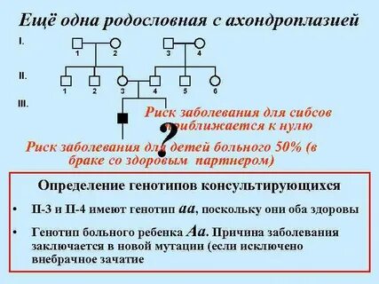 Сибсы