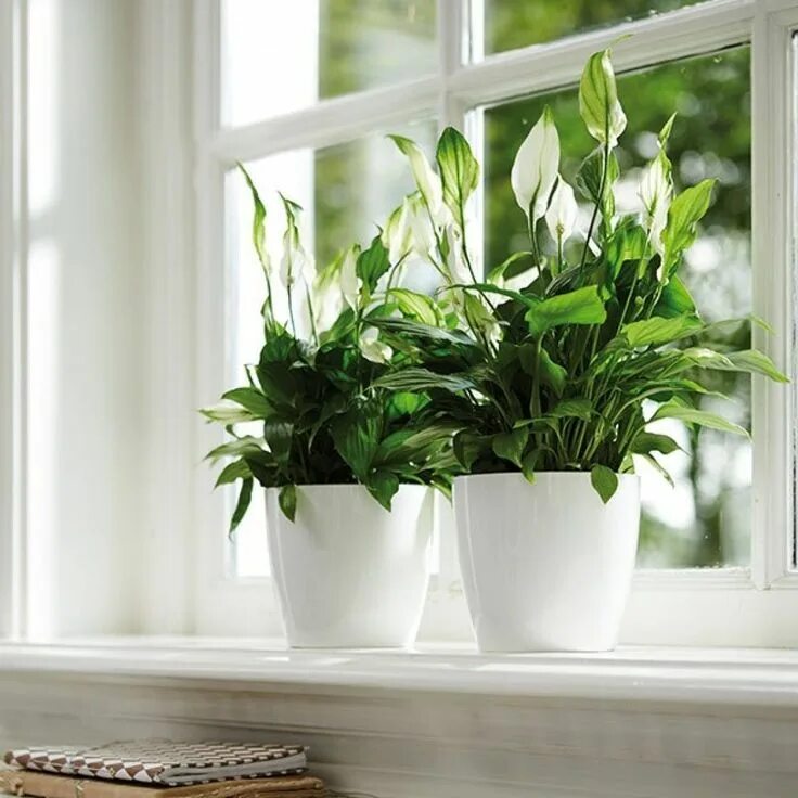 Indoor plants. Спатифиллум. Комнатное растение спатифиллум. Спатифиллум в горшке. Спатифиллум Крокус.