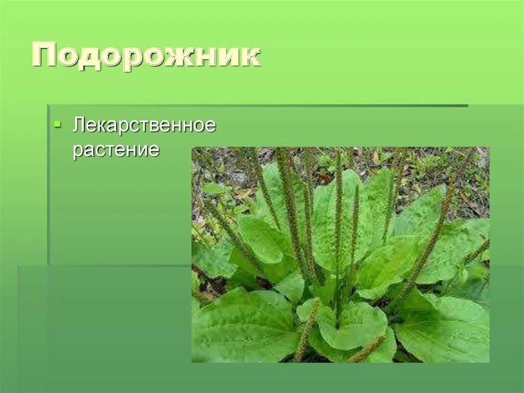 Подорожник растение. Лечебные травы подорожник. Подорожник лекарственное растение. Растения Луга подорожник. Подорожник коротко