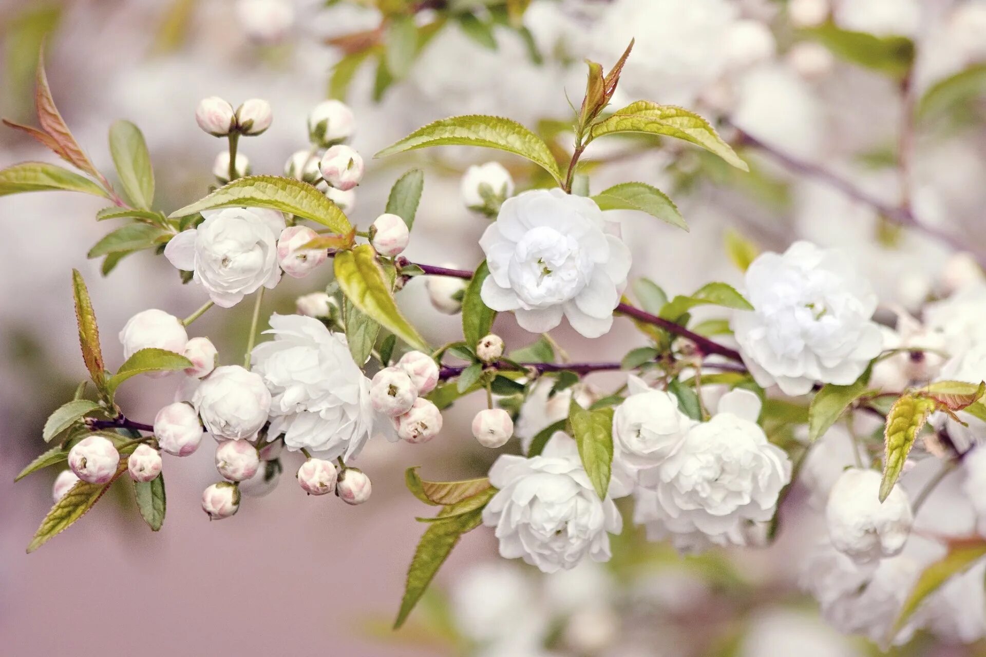 Сакура белая махровая. Цветущие ветки. Цветущая яблоня. Весенние цветы. Цветы 1024 600