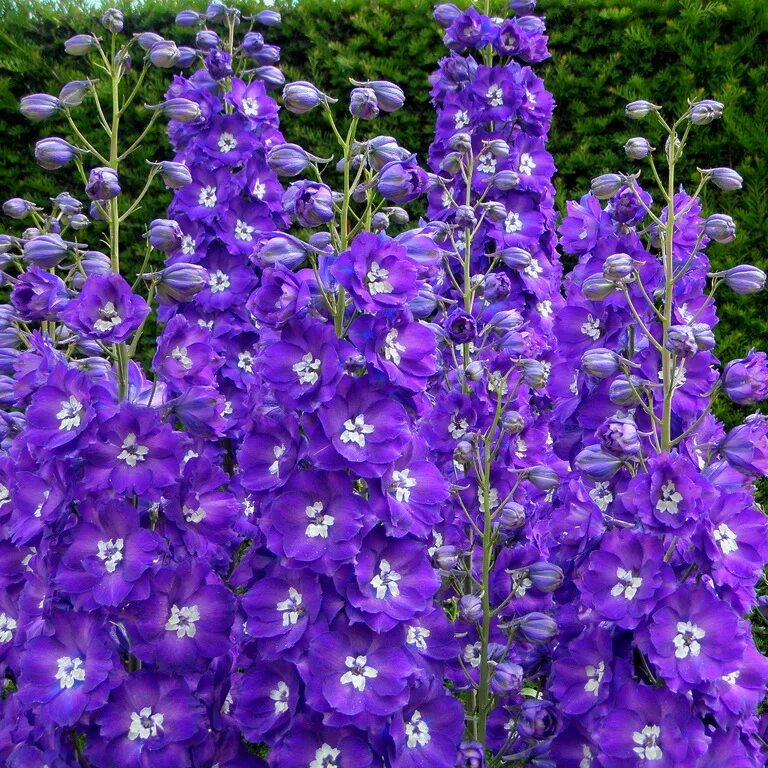 Дельфиниум. Дельфиниум цветок. Дельфиниум (Delphinium). Дельфиниум Purple passion. Колокольчик фонтейн