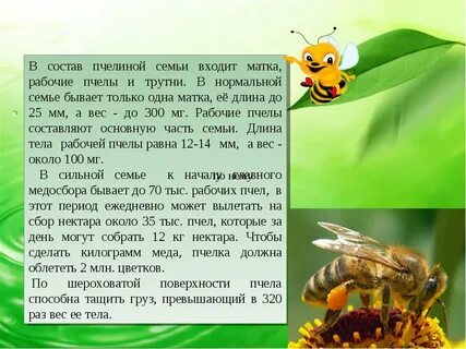 Роль рабочих пчел