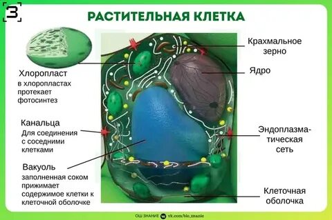 Строение клетки егэ биология тест