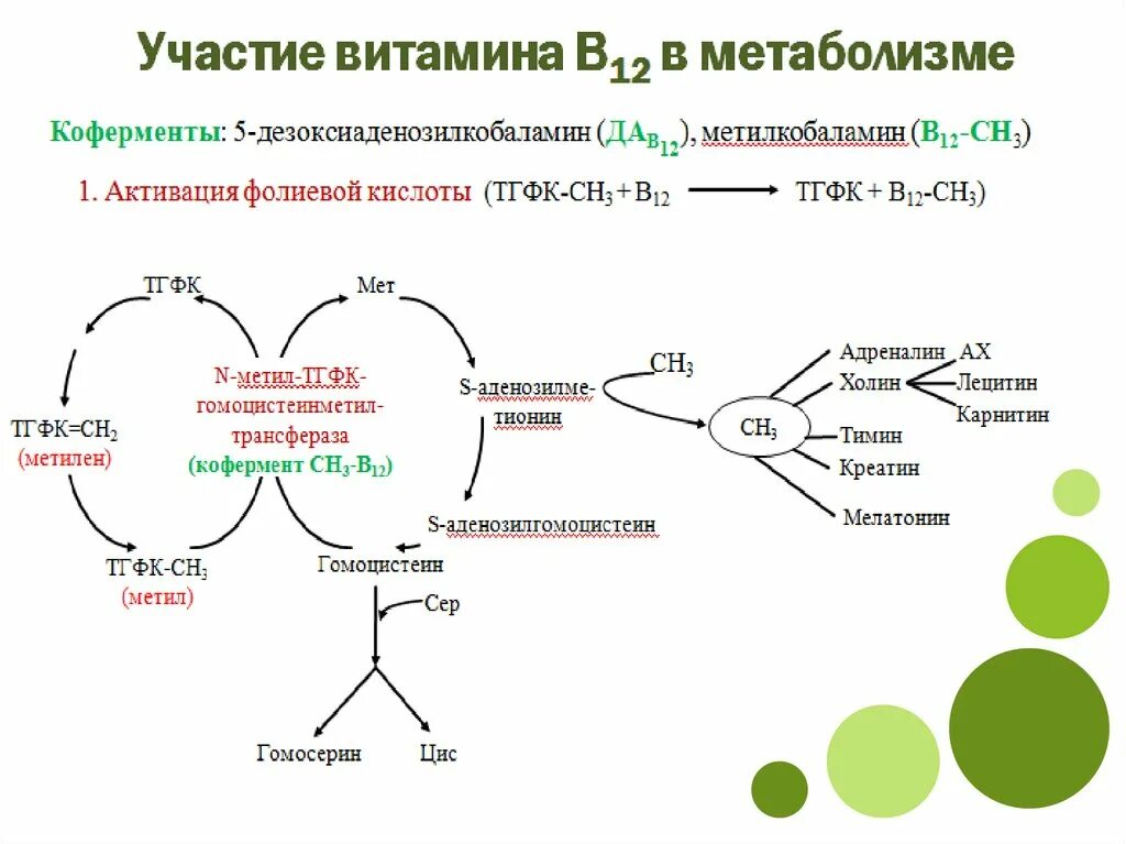 Активный б 12. Витамин в12 участие в метаболизме. История открытия витамина б12. Коферментные формы витамина в12. Витамин б12 формула строение.