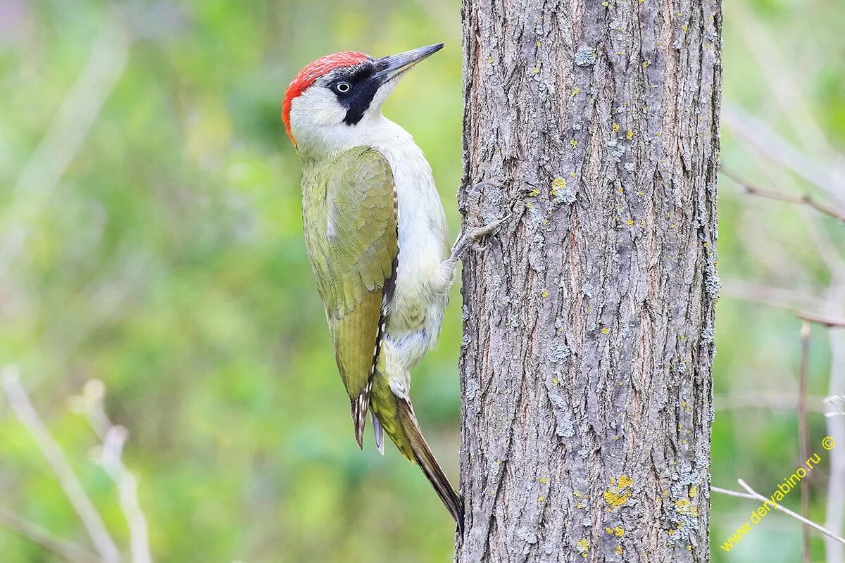 Зелёный дя́тел (Picus viridis). Зеленый дятел. Зелёный дятел красная книга. Лесной дятел зеленый.