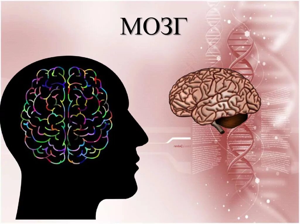 Мозг для презентации. Сильный мозг. Мозг слайд.