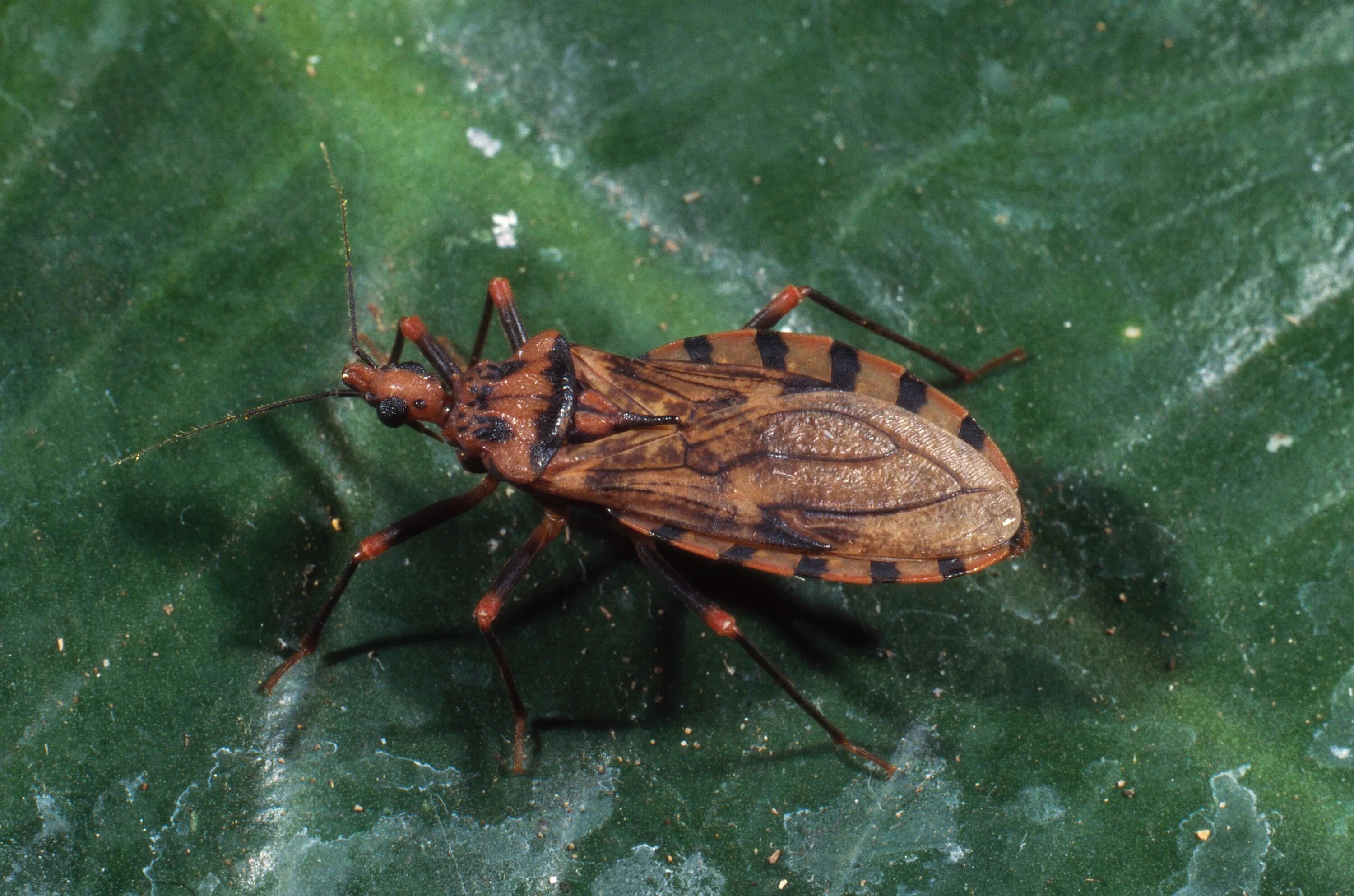 B bug. Жук хищнец. клоп хищнец. клоп хищнец assassin bug. клоп хищнец кольчатый.