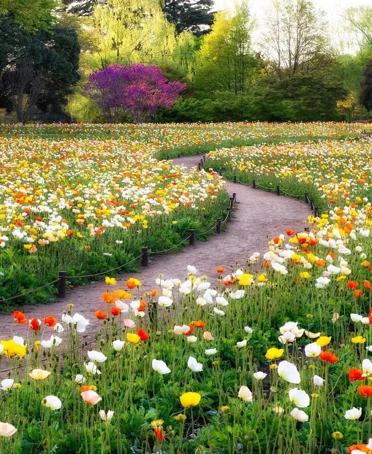 Garden flowers перевод. Мавританский газон Версаль. Мавританский газон Альпийский луг. Низкорастущий мавританский газон. Газон мавританский listok Солнечный.