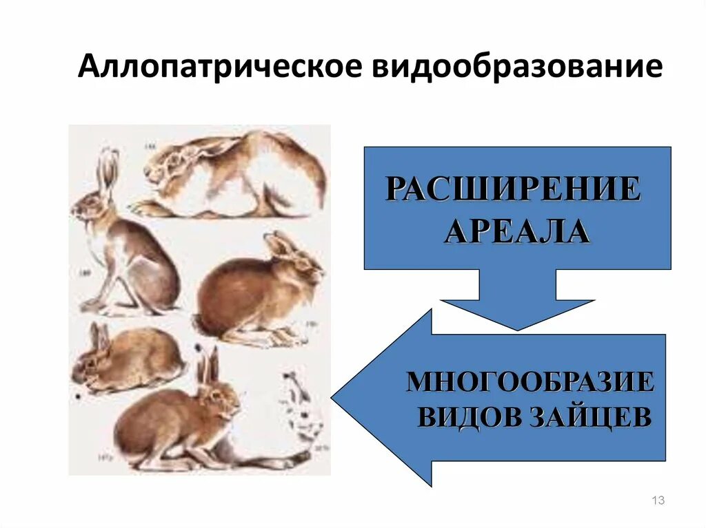 Аллопатрическое видообразование. Аломатрическое видо образование. Аллопатрическое видообразование примеры. АЛЛОПАТРИЧЕСКИЕ виды животных. Видообразование примеры животных