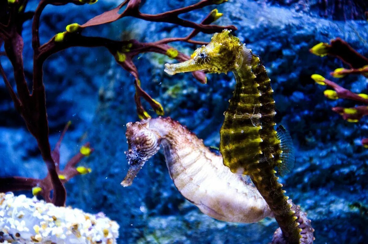 Органические обитатели. Длиннорылый морской конёк. Длиннорылый морской конёк Черноморский. Морской конек (Hippocampus Hippocampus). Короткомордый морской конек.