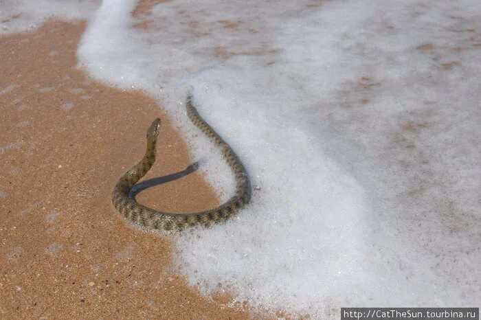 Змеи в Анапе. Змея на генеральских пляжах. Змеи обитающие в Анапе. Змеи на Анапском побережье. Змеи в анапе в море